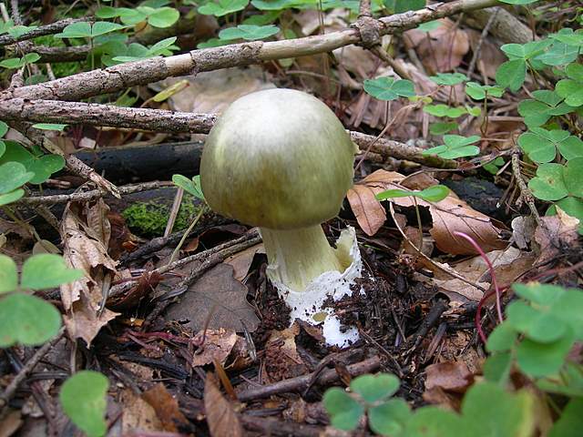 I  Funghi della collina pianeggiante